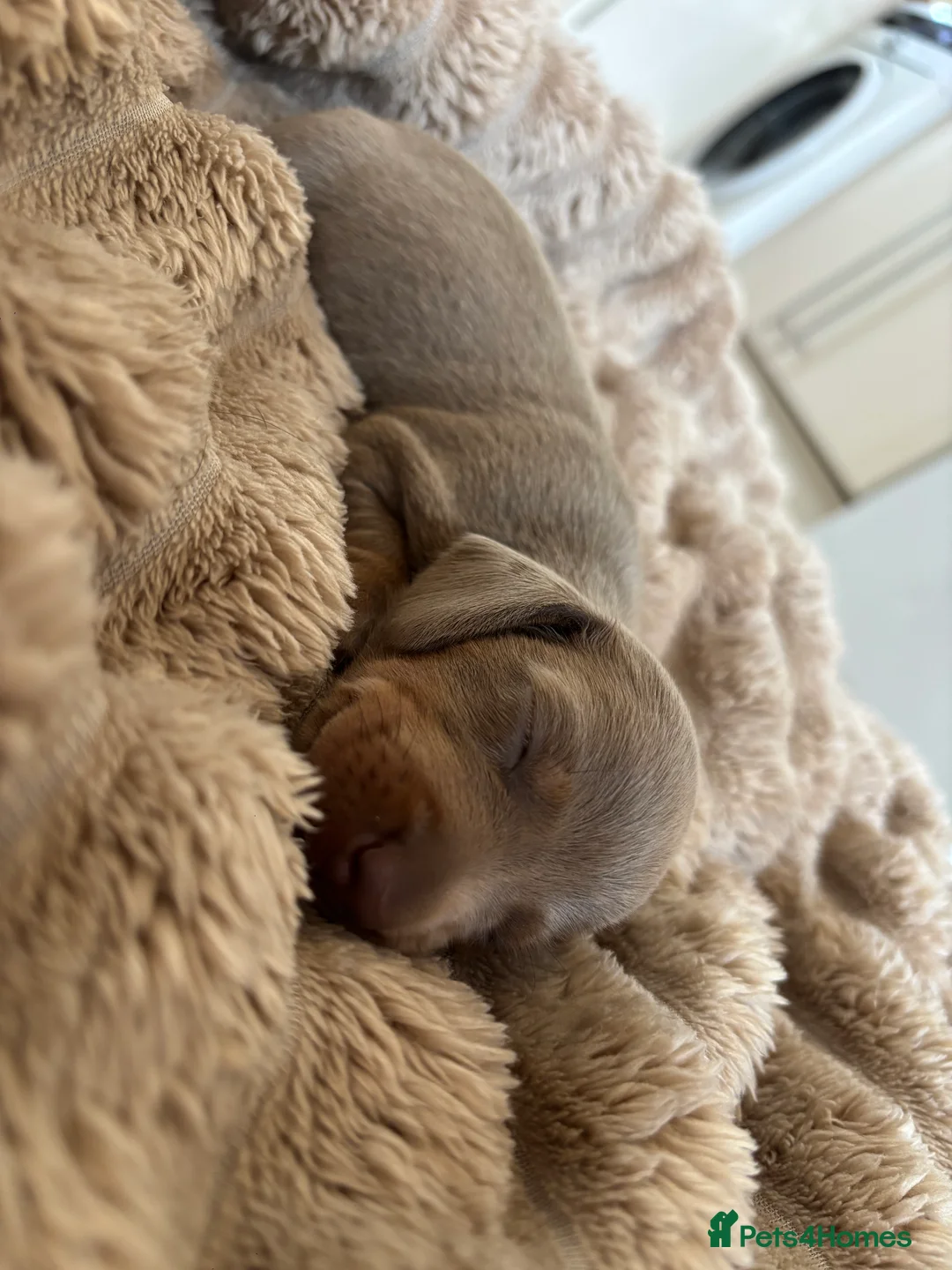Miniature Dachshund dogs for sale: 2 Miniature Dachshunds for sale  in Hull - Advert 2