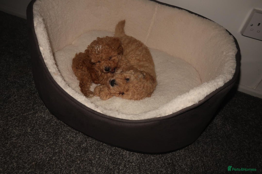 Poodle dogs for sale: Two adorable boys  - Image 4