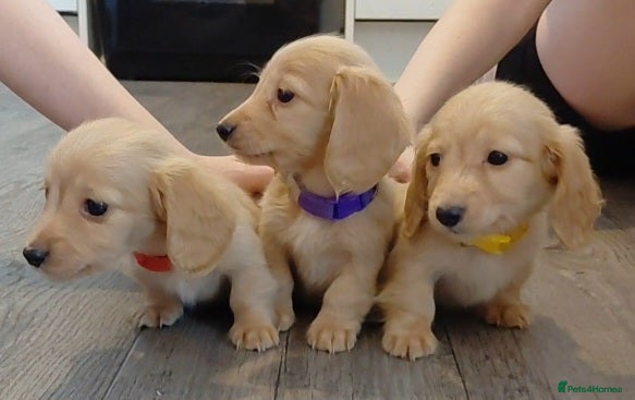 Miniature Dachshund dogs KC Reg. Longhaired Full Cream Beautiful Mini's💛🐾 - Advert 11
