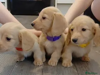 Miniature Dachshund dogs KC Reg. Longhaired Full Cream Beautiful Mini's💛🐾 - Advert 11