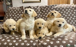 Golden Retriever dogs for sale: Golden Retriever Puppies Looking for Loving Homes! - Image 6