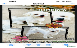 Maltipoo dogs for sale: TWO MINI MALTIPOO GIRLS ~ READY NOW  - Image 10