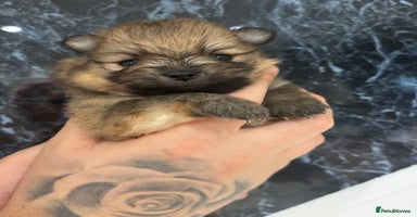 Pomeranian dogs - Advert 6