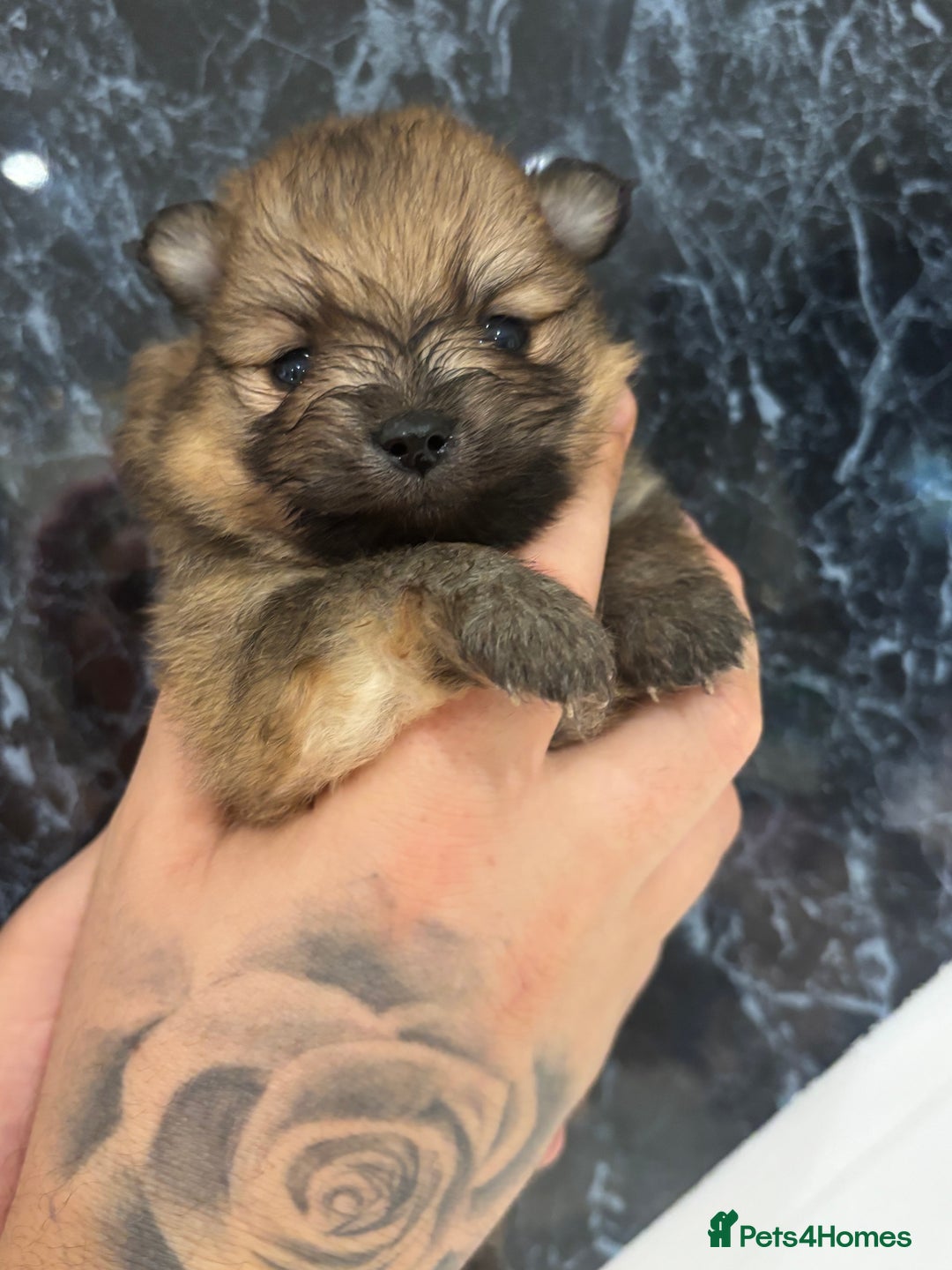 Pomeranian dogs for sale: Kc registered Pomeranians  - Image 1