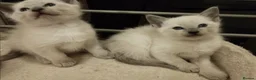 Siamese cats for sale: Beautiful blue eyes - Advert 5