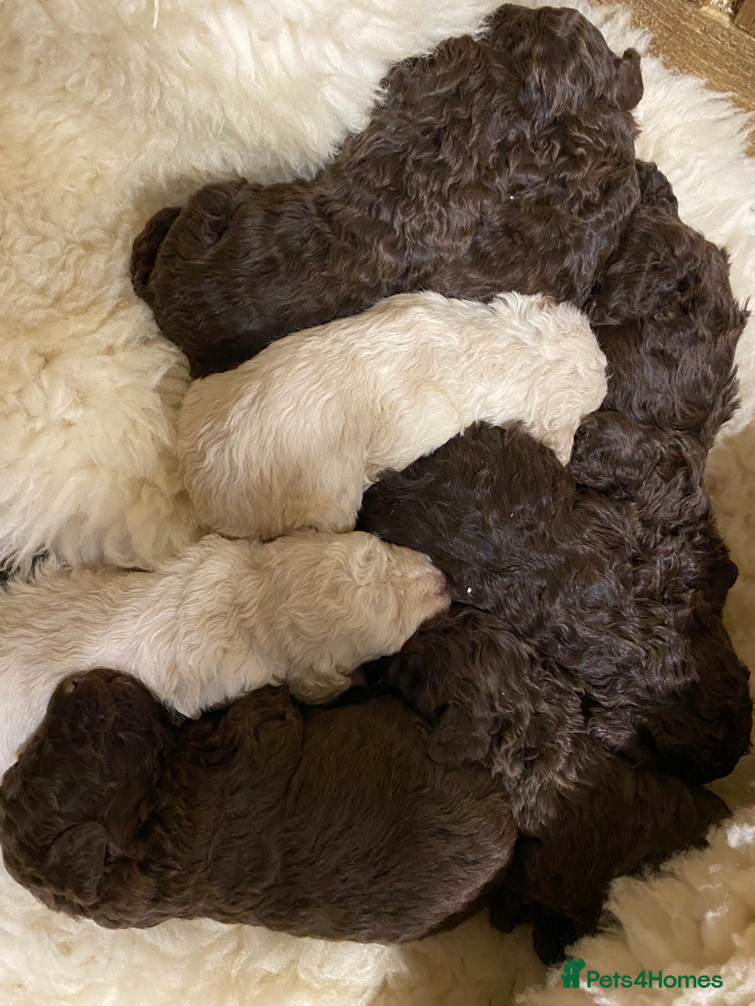 Lagotto Romagnolo dogs for sale: Lagotto romagnolo Puppies  - Advert 15