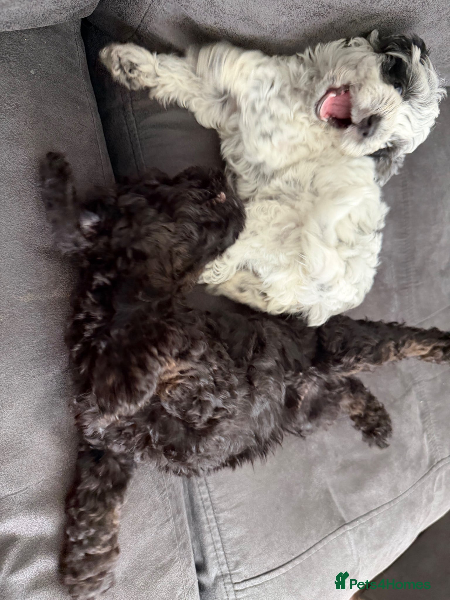 Mixed Breed dogs for sale: Jackapoo Puppies - Advert 4