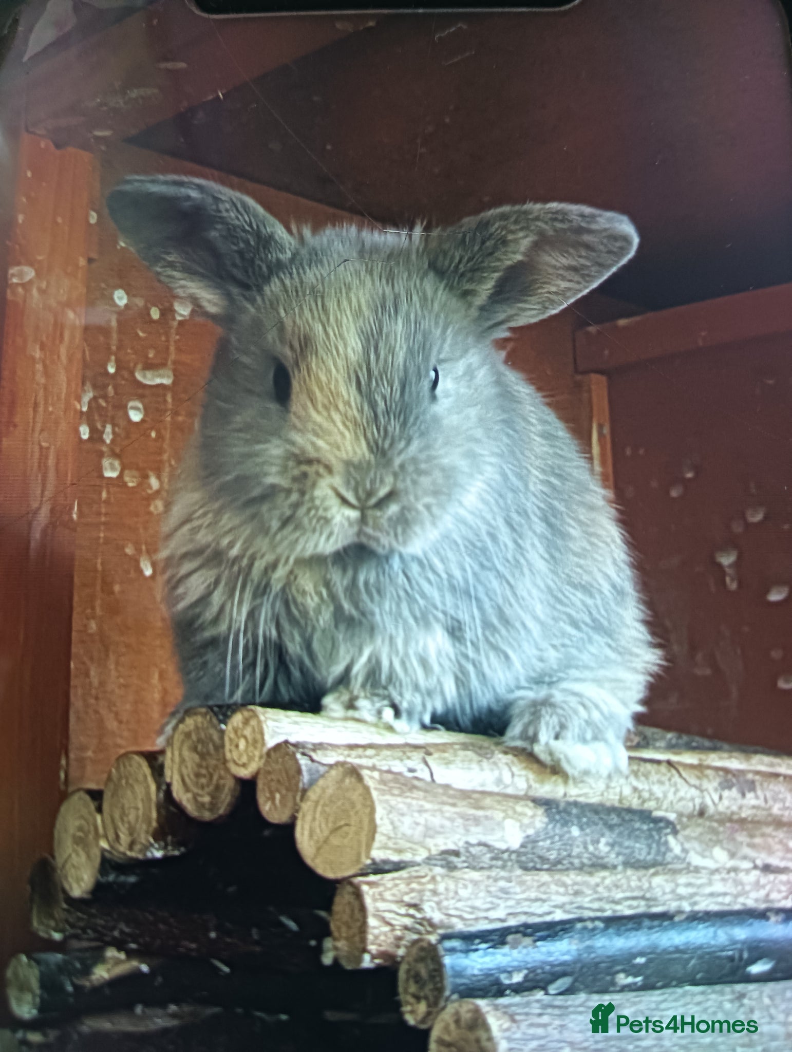 Chickens poultry for sale: Mini lop baby's  - Advert 2