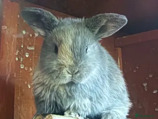 Chickens poultry for sale: Mini lop baby's - Advert 2