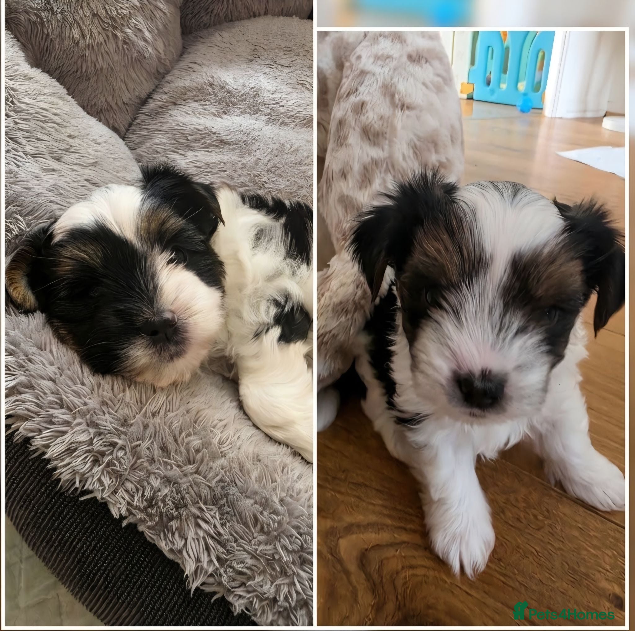 Biewer Terrier dogs Only 1 Girl & 1 Boy Left Beautiful Biewer Terriers - Advert 4