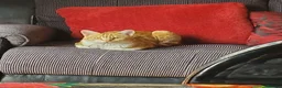 Mixed Breed cats for sale: 1-year-old male cat looking for a loving new home. - Advert 4
