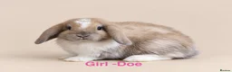 Mini Lop rabbits for sale: 🐰 Adorable Mini Lop Bunnies–Ready 30th October!🐰 - Advert 4