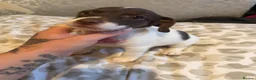 Jack Russell dogs for sale: Beautiful Jack Russell puppies  - Advert 7