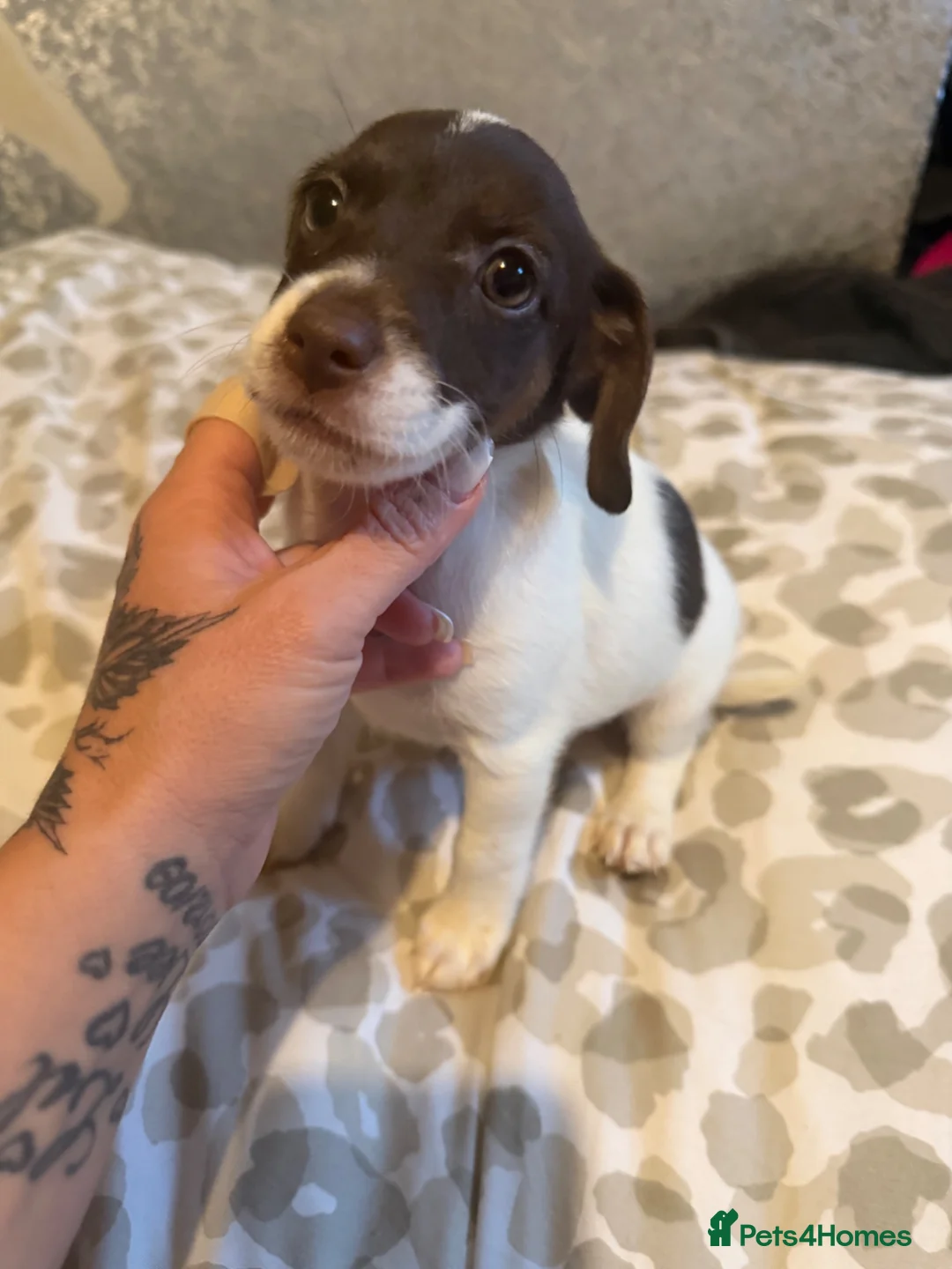Jack Russell dogs for sale: Beautiful Jack Russell puppies  - Advert 7