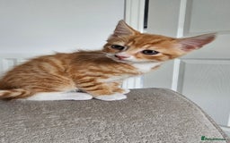 Mixed Breed cats for sale: 07759 033951 1 tabby girl  - Image 2