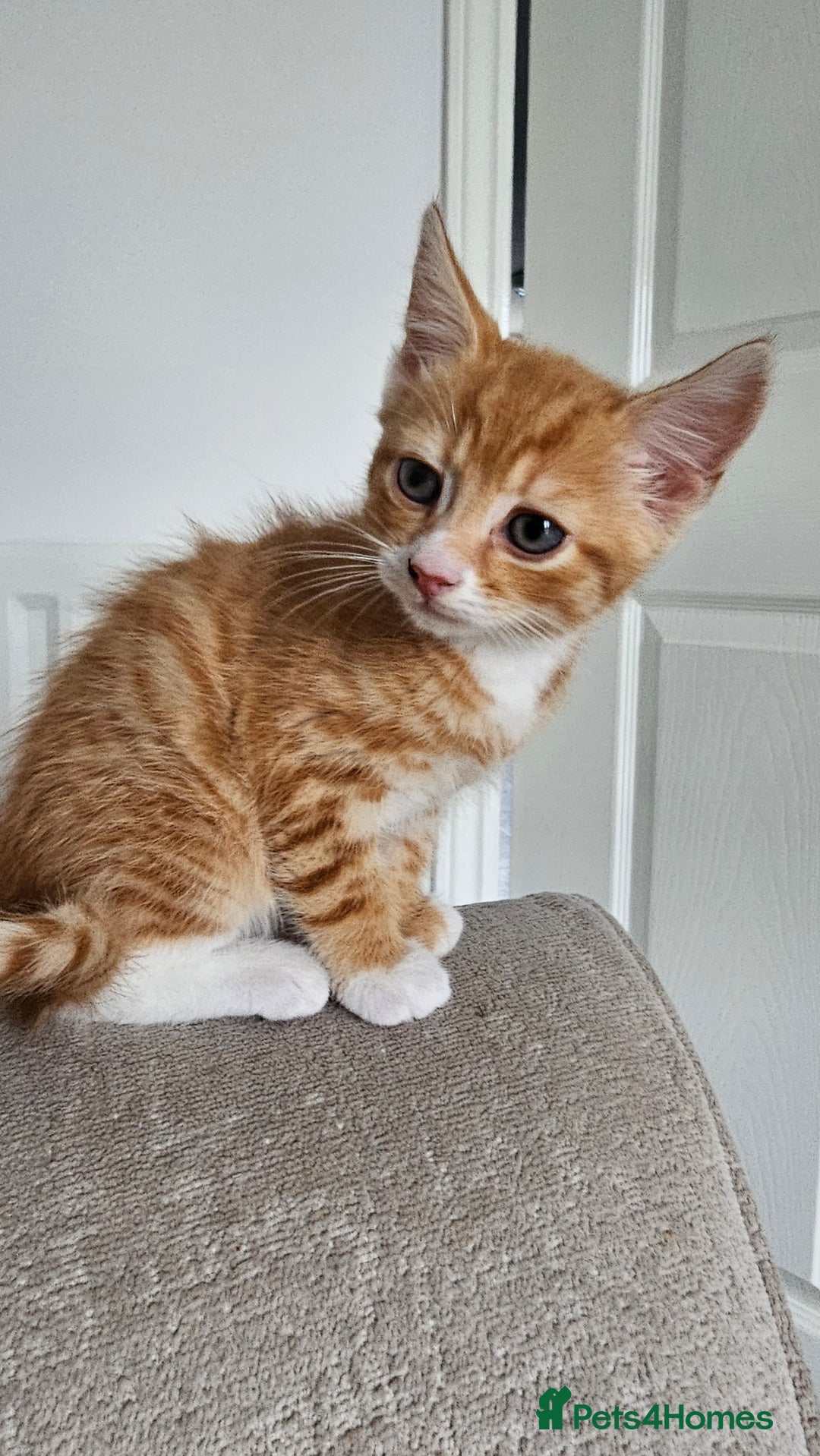 Mixed Breed cats for sale: 07759 033951 1 tabby girl  - Image 2