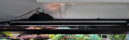 Chameleon reptiles for sale: Male Yemen Chameleon  - Advert 3
