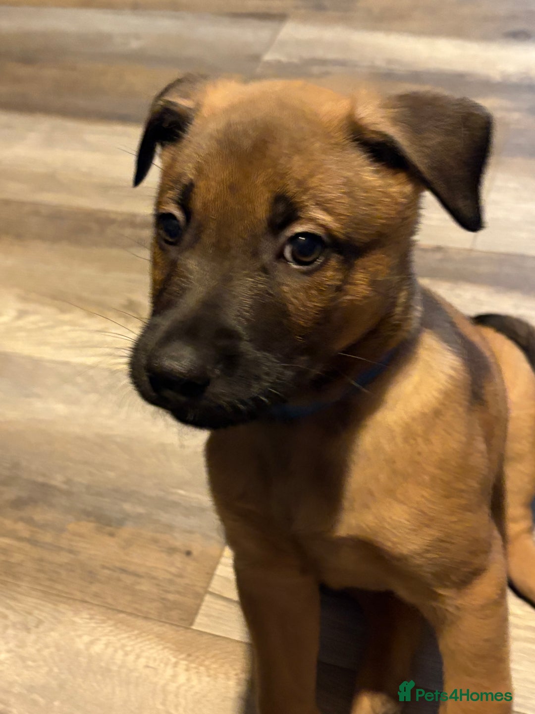 Mixed Breed dogs for sale: Belgian mali cross bullgreyhound PUPPIES  - Advert 28