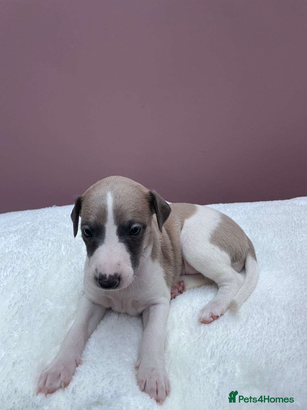 Whippet dogs for sale: 1 Gorgeous KC Reg Whippet Puppy  - Advert 22
