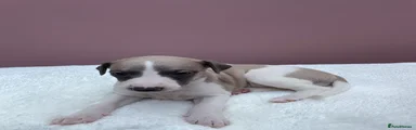 Whippet Puppy 8