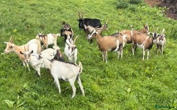 Goats livestock for sale: Nanny and billy Goats for sale - Image 2