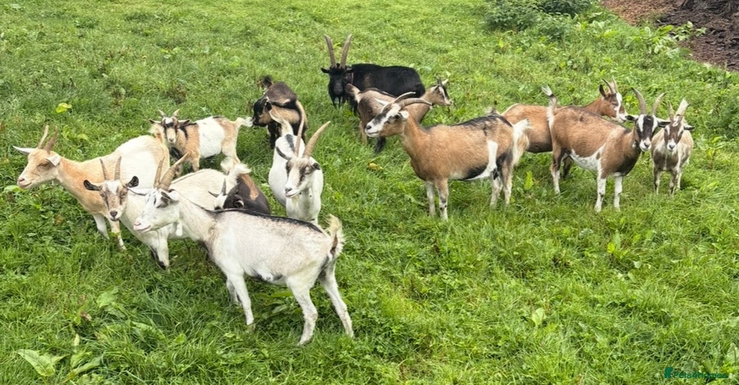 Goats livestock for sale: Nanny and billy Goats for sale - Image 2