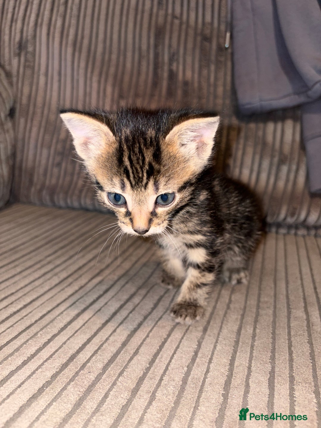 Domestic Shorthair cats for sale: 4 gorgeous Tabby kittens ready 26-1-26 - Advert 30