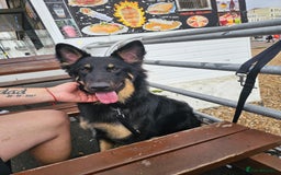 German Shepherd dogs for stud: German shepherd for STUD - Image 5