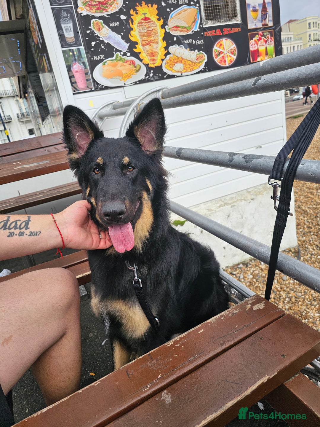 German Shepherd dogs for stud: German shepherd for STUD - Image 5