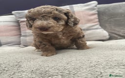 Cockapoo dogs for sale: f1b toy  stunning cockerpoos  - Image 17