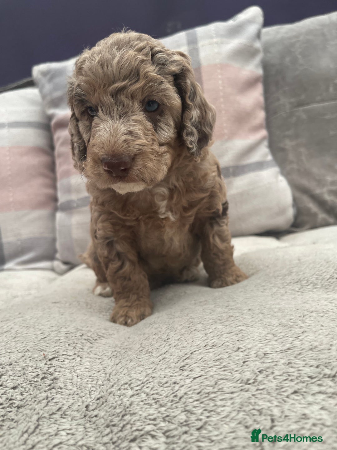 Cockapoo dogs for sale: f1b toy  stunning cockerpoos  - Image 17