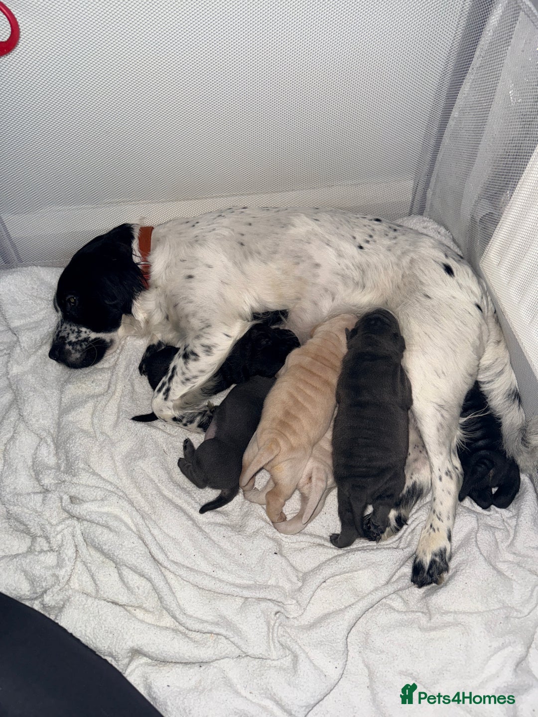 Mixed Breed dogs for sale: Shar Pei cross puppies  - Advert 13