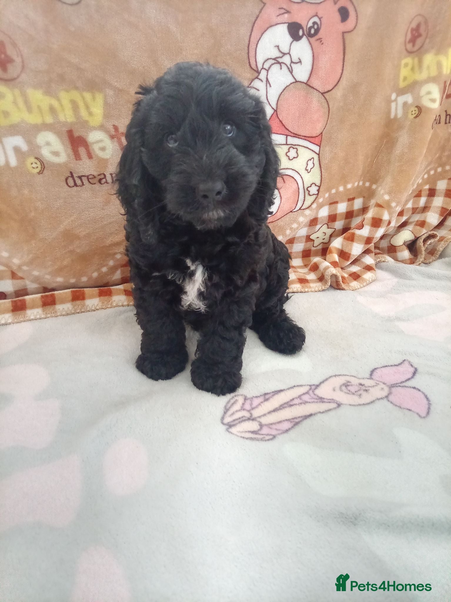 Cockapoo dogs F1 Cockapoo puppy - Advert 1