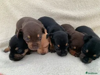 Dachshund dogs DACHSHUND PUPPIES READY 30TH AUGUST S - Advert 5