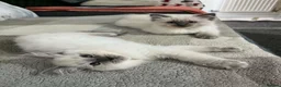 Ragdoll cats for sale: GCCF Blue Point Ragdoll Boys Ready Now - Advert 17