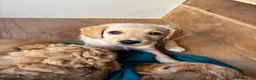 Mixed Breed dogs for sale: ONLY 2 LEFT Double Doodle Puppies (Cockadoodles) - Advert 12