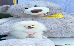 Pomeranian dogs for sale: ONLY 1 TEDDY BEAR BOY LEFT! 🧸💙 - Image 11