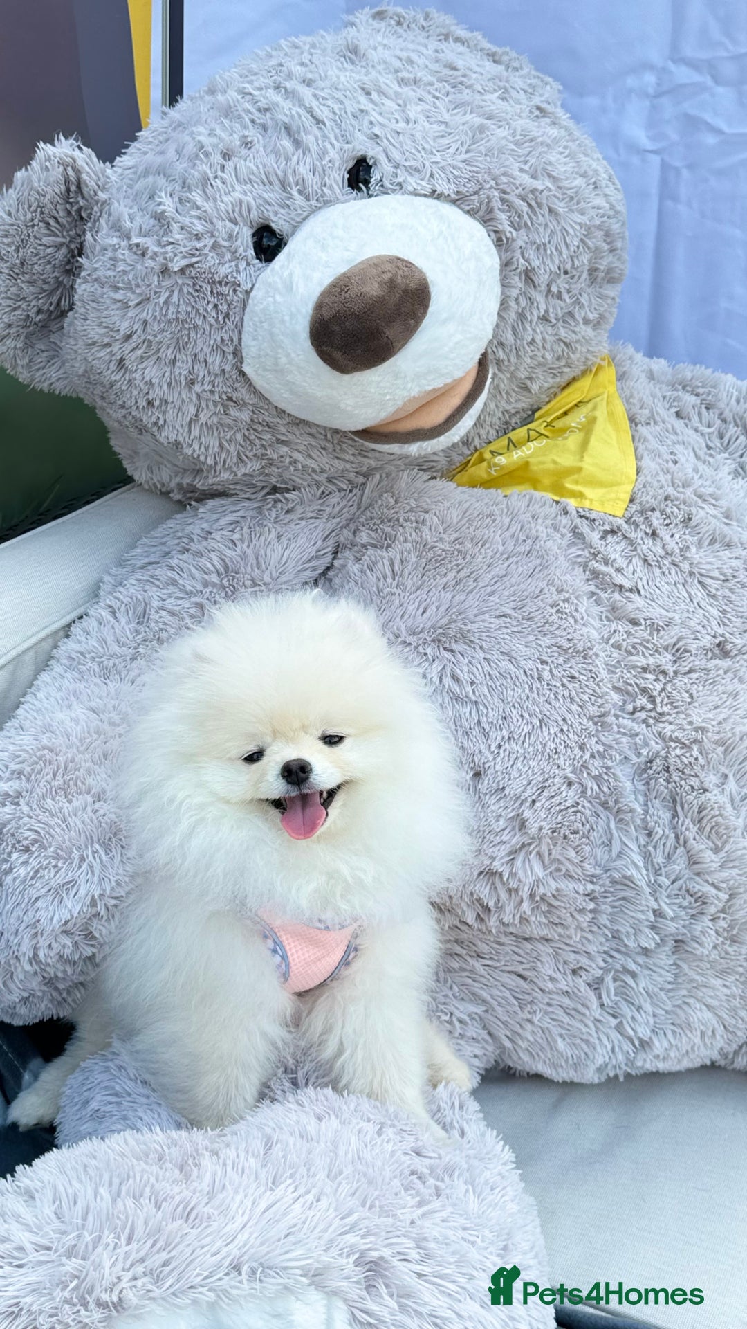 Pomeranian dogs for sale: ONLY 1 TEDDY BEAR BOY LEFT! 🧸💙 - Image 11