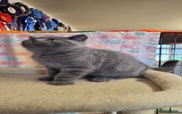 British Shorthair cats for sale: Beautiful full pedigree British  - Image 12