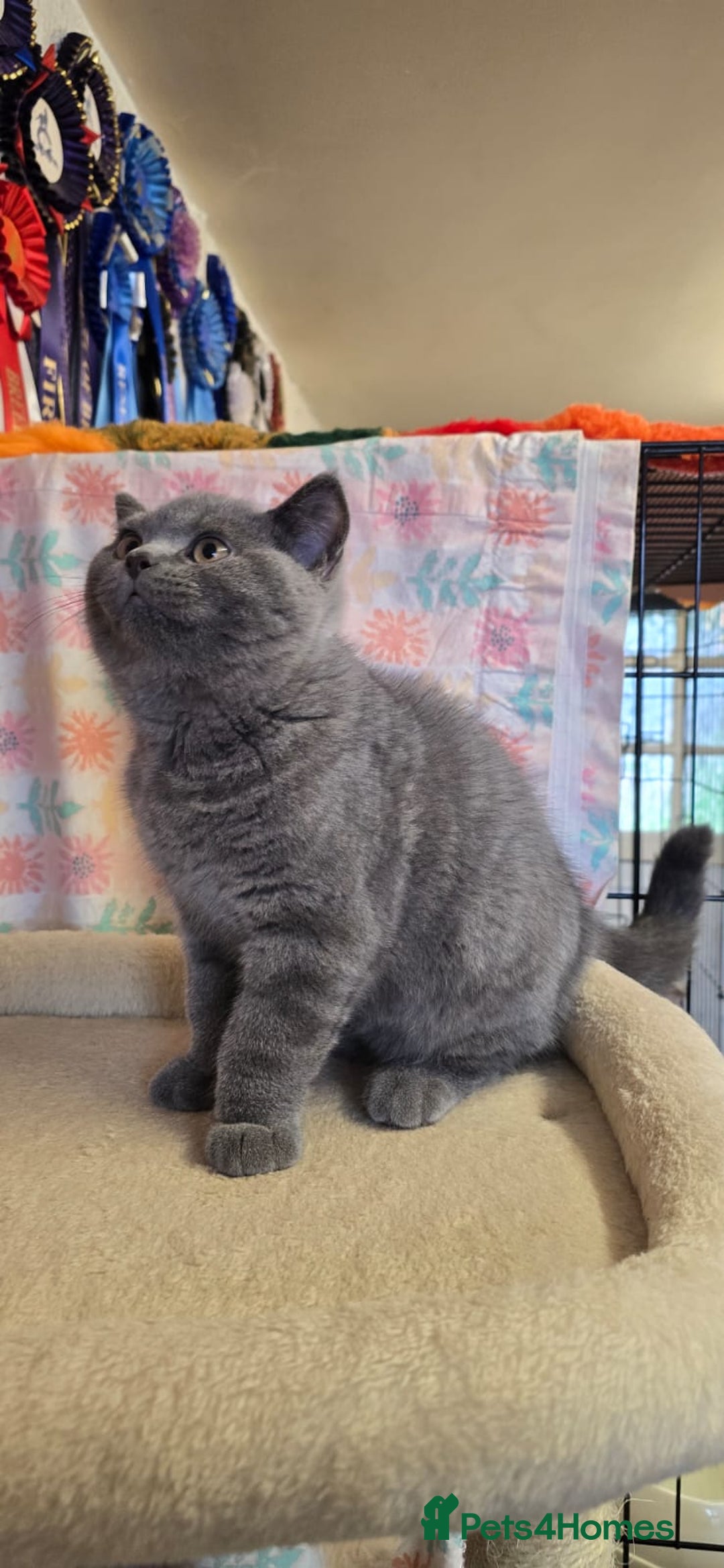 British Shorthair cats for sale: Beautiful full pedigree British  - Image 12