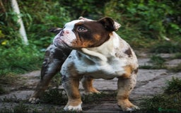Olde English Bulldogge dogs for sale: Olde English Bulldog puppies - Image 30