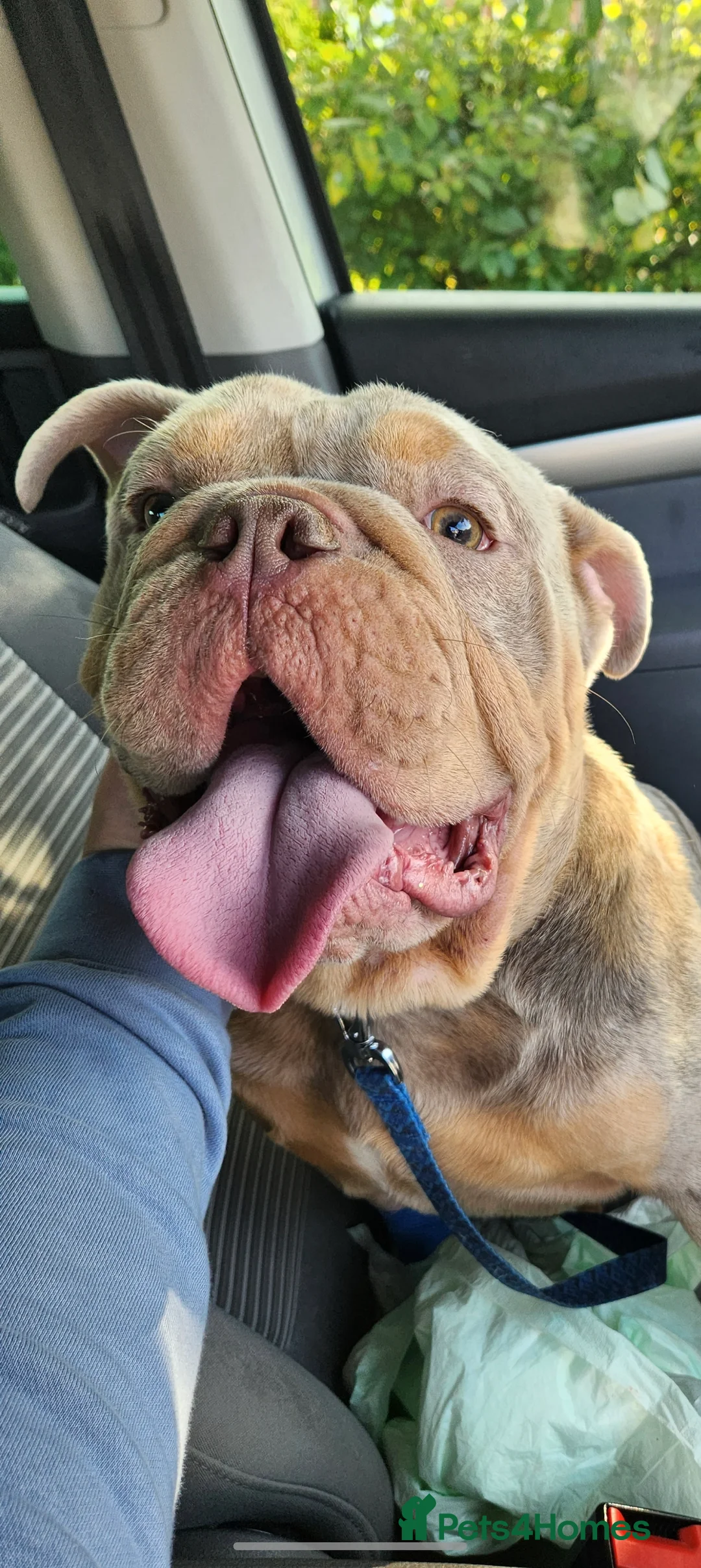 English Bulldog dogs for sale: English bulldog - Advert 1