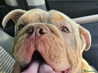 English Bulldog dogs English bulldog - Advert 4