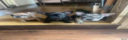 French Bulldog dogs for sale: French bulldog puppies looking for good new home  in Lancaster - Advert 12