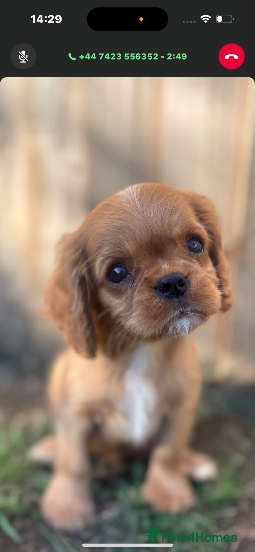 Cavalier King Charles Spaniel dogs KC registered Cavalier King Charles Spaniels  - Advert 1