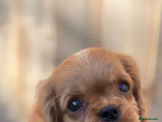 Cavalier King Charles Spaniel dogs KC registered Cavalier King Charles Spaniels - Advert 3