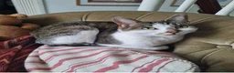 Mixed Breed cats for sale: Cat lover needed, new home for Brie in Ferryhill - Advert 1