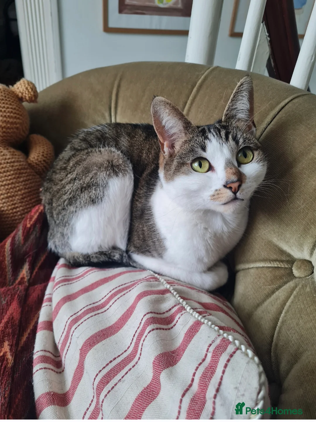 Mixed Breed cats for sale: Cat lover needed, new home for Brie in Ferryhill - Advert 1