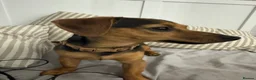 Mixed Breed dogs for sale: Dachshund Cross - Advert 4