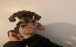 Miniature Dachshund dogs for sale: Reduced!!K.C miniature daschunds Ready to go!! - Image 13